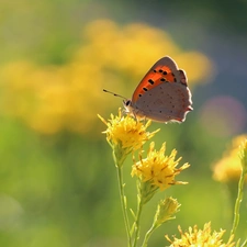 Yellow, Flowers, butterfly, Insect, Lycaena