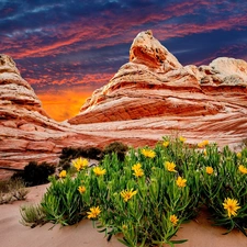 Great Sunsets, Yellow, Flowers, canyon