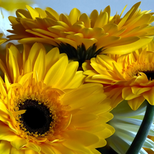 gerberas, Yellow