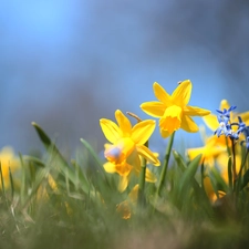 Jonquil, Flowers, squill, Yellow