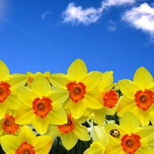 ladybird, Daffodils, Yellow Honda