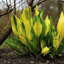 Colourfull Flowers, Lysichiton americanus, Yellow