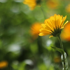 Colourfull Flowers, Marigold Medical, Yellow