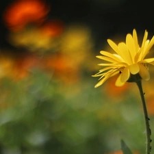 Colourfull Flowers, Marigold Medical, Yellow