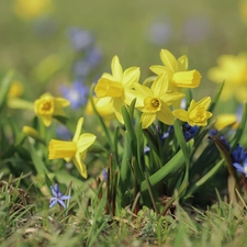 narcissus, Flowers, Daffodils, Yellow