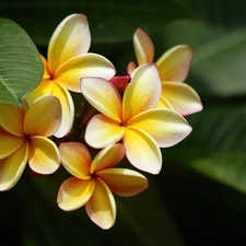 Plumeria, Flowers, Yellow Honda