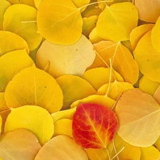 Red, among, yellow, leaf