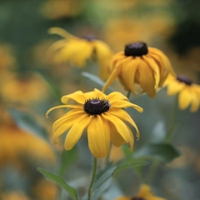 Rudbekie, Flowers, Insect, Yellow