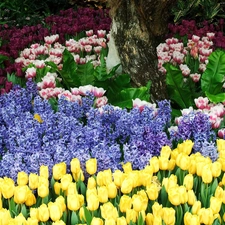 Yellow, Tulips, different, Flowers, Garden