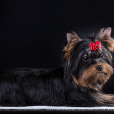 Loop, dog, Yorkshire Terrier