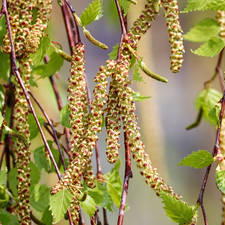 birch-tree, trees, young, leaves, inflorescences, viewes