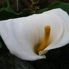 Zantedeschia