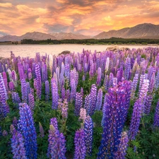 Great Sunsets, Mountains, Tekapo Lake, lupine, New Zeland