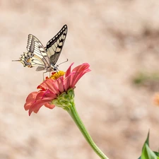 butterfly, Colourfull Flowers, zinnia, Oct Queen