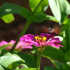 zinnia