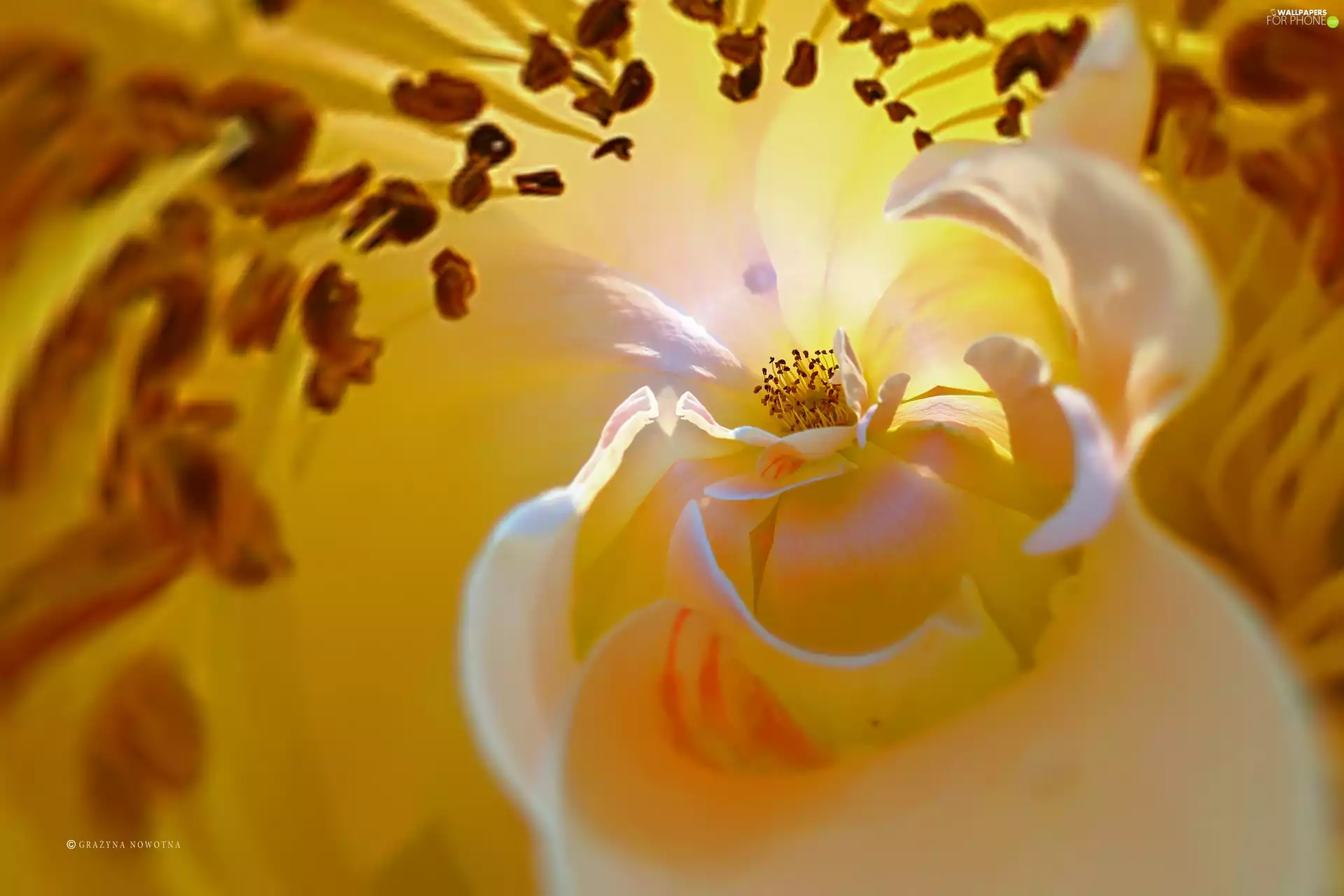 Colourfull Flowers, graphics, abstraction