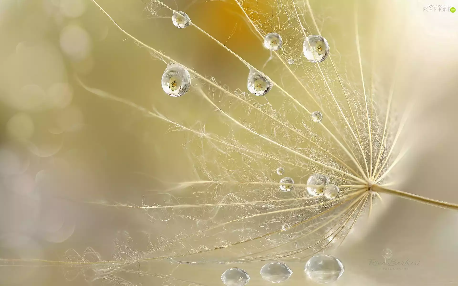 Close, dandelion, drops, Achaenium