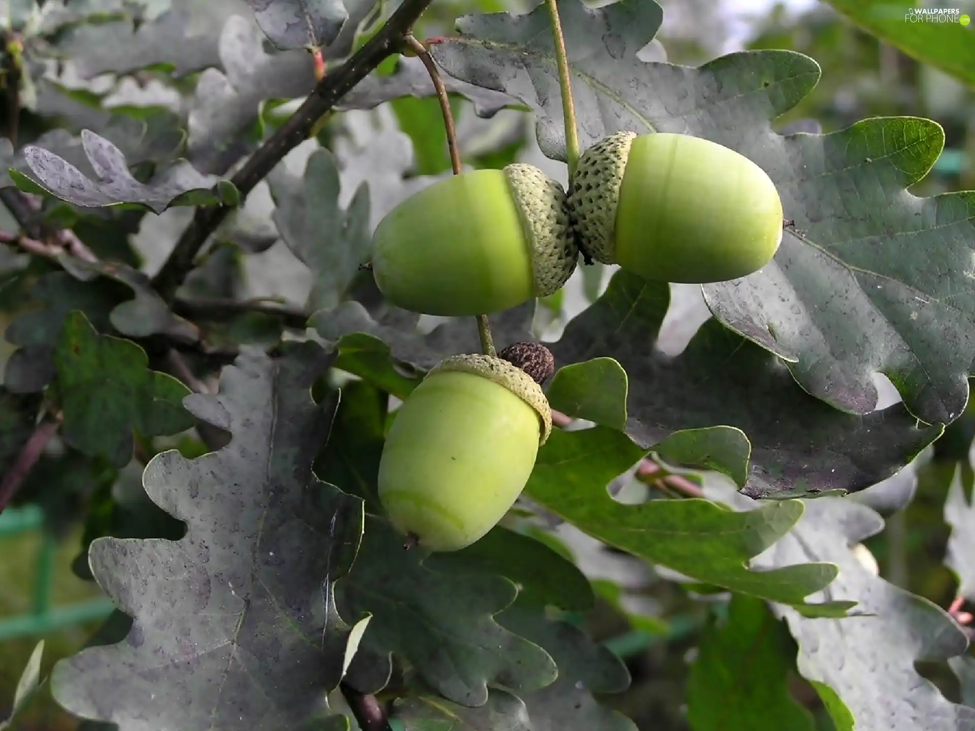 oak, Acorns