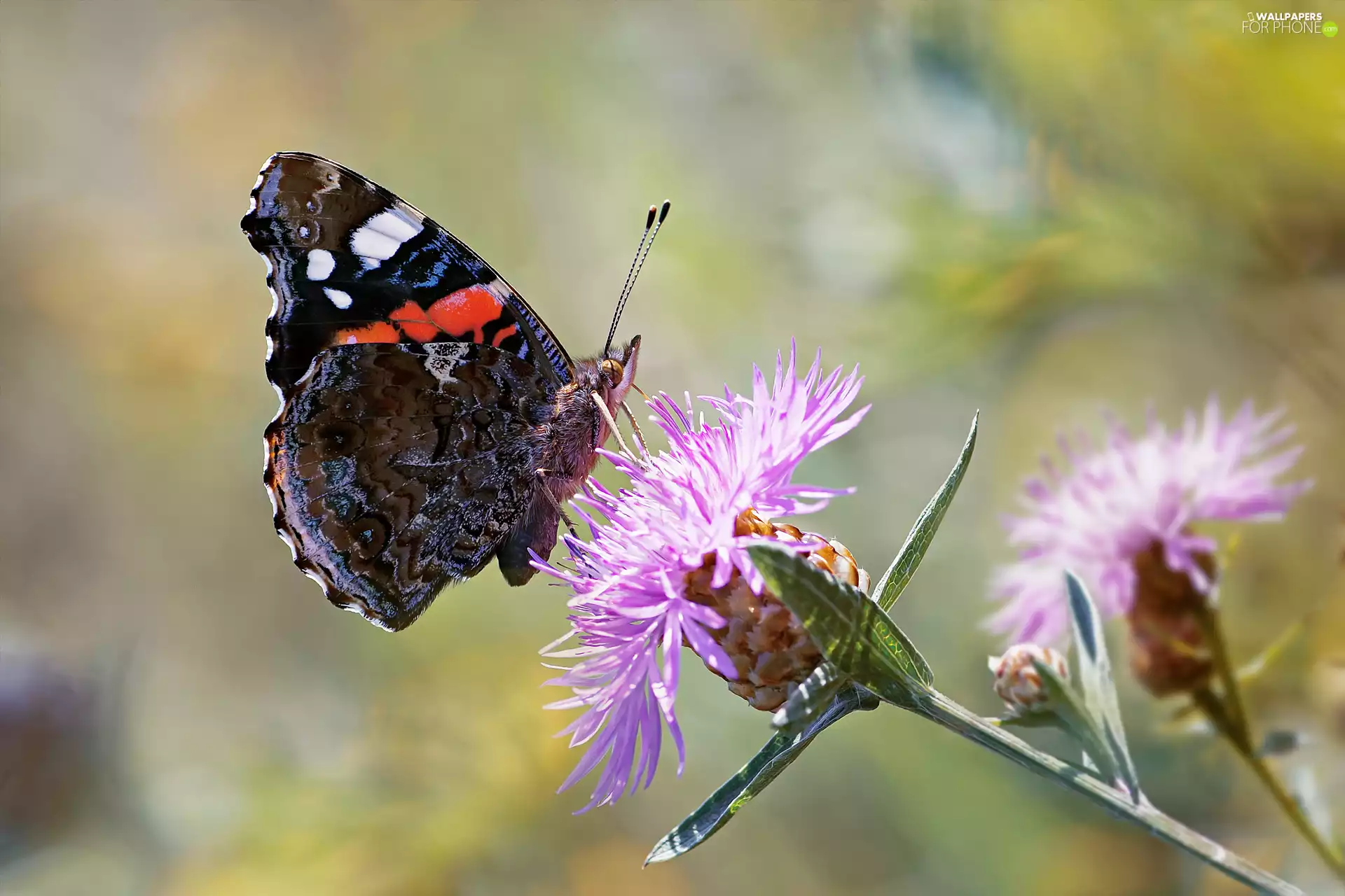fuzzy, background, Mermaid Admiral, Flowers, butterfly