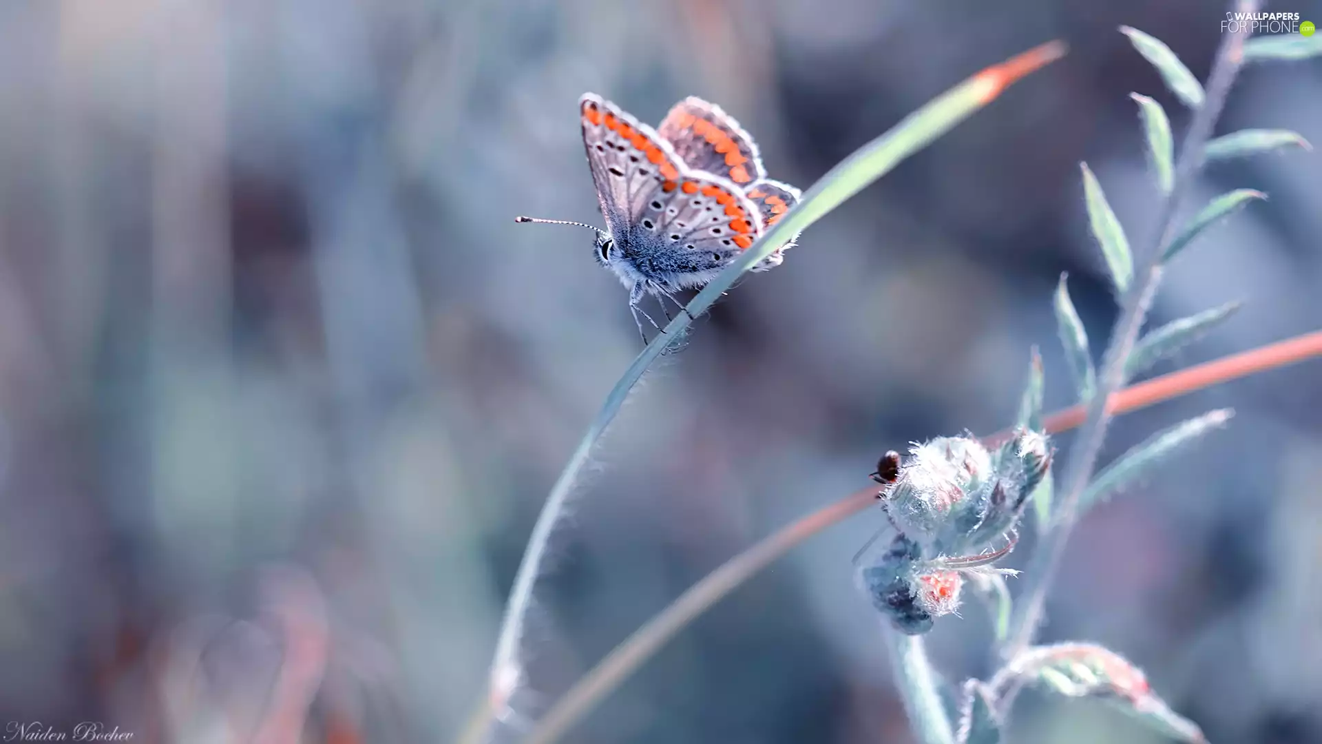 plant, blurry background, Adonis Blue, stalk, butterfly