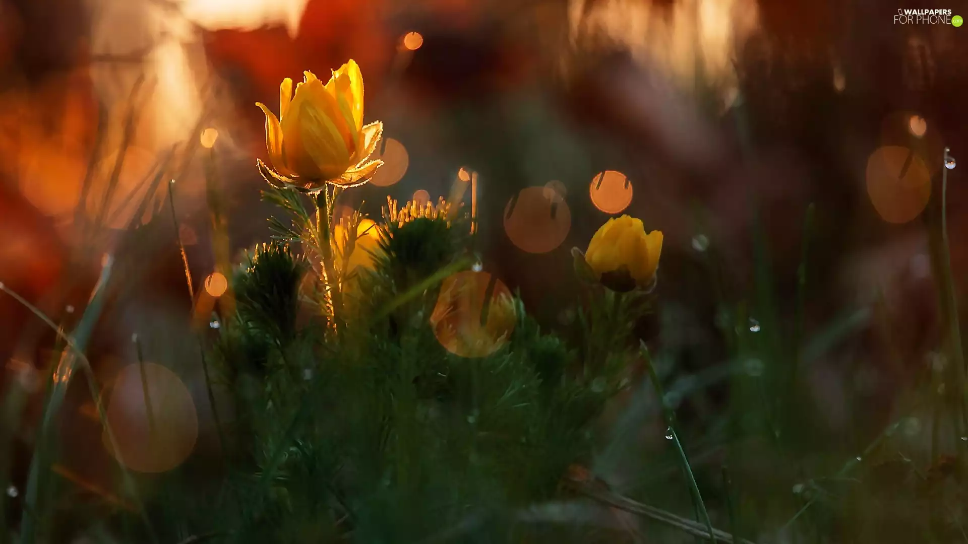 Flowers, spring, Close, Adonis