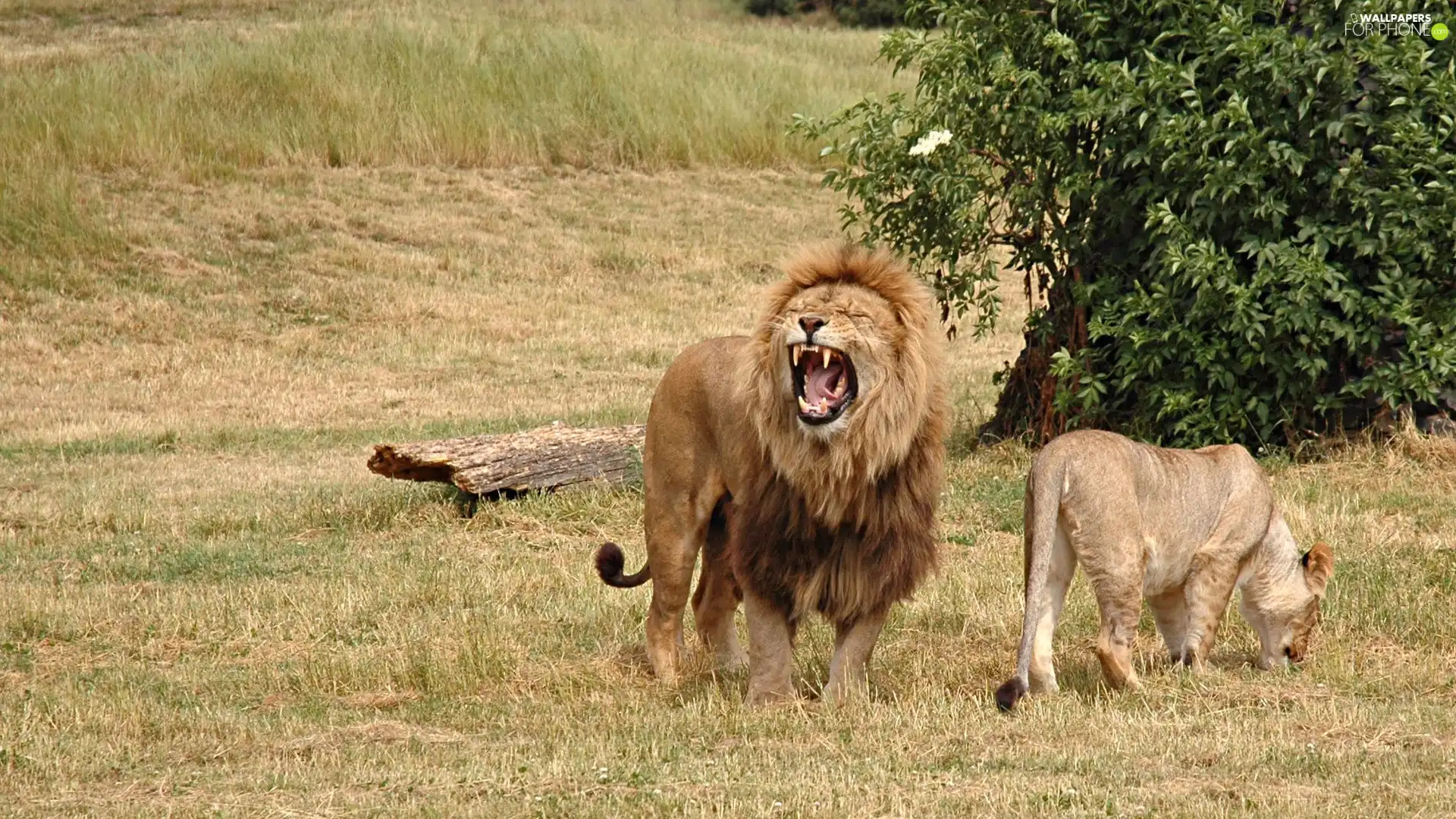 Lion, savanna, Africa, Lioness