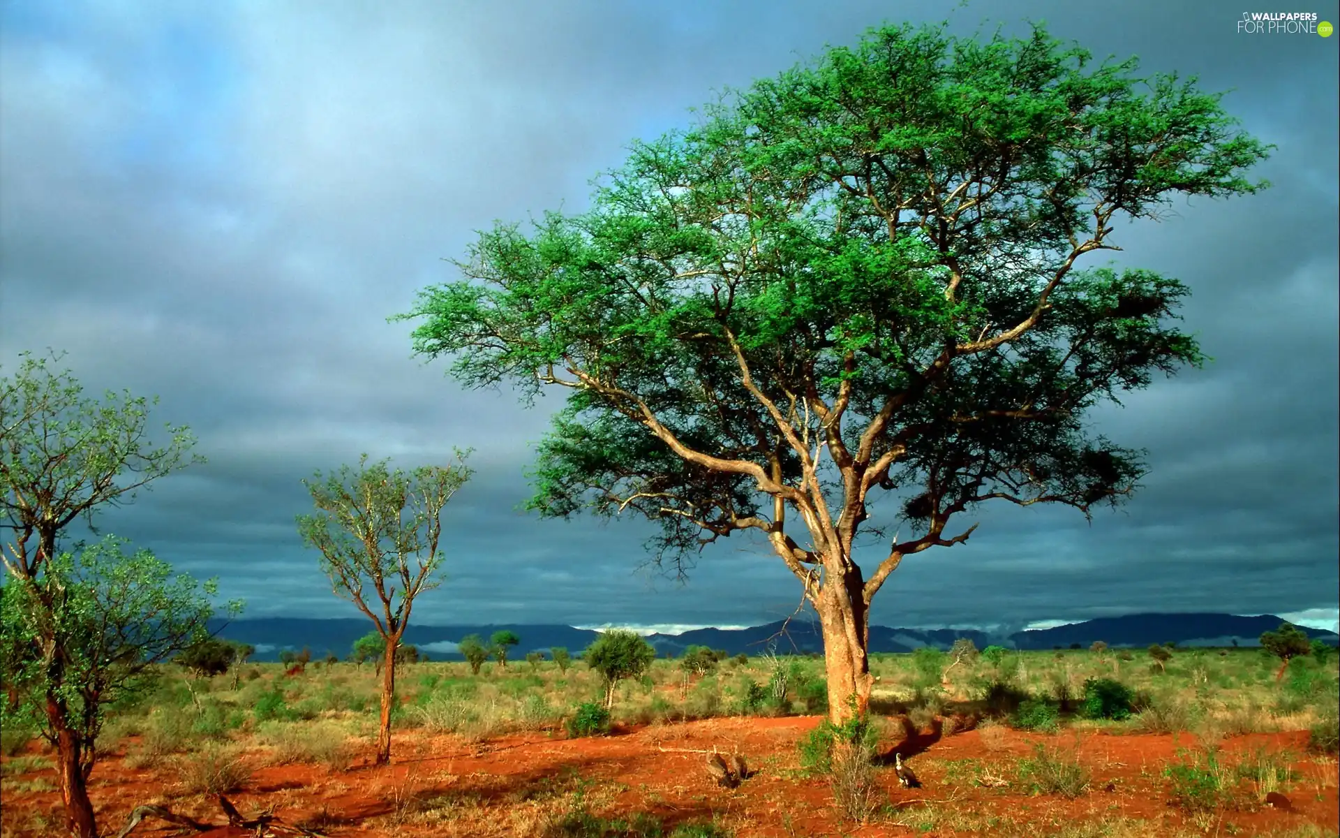 Africa, trees, steppe