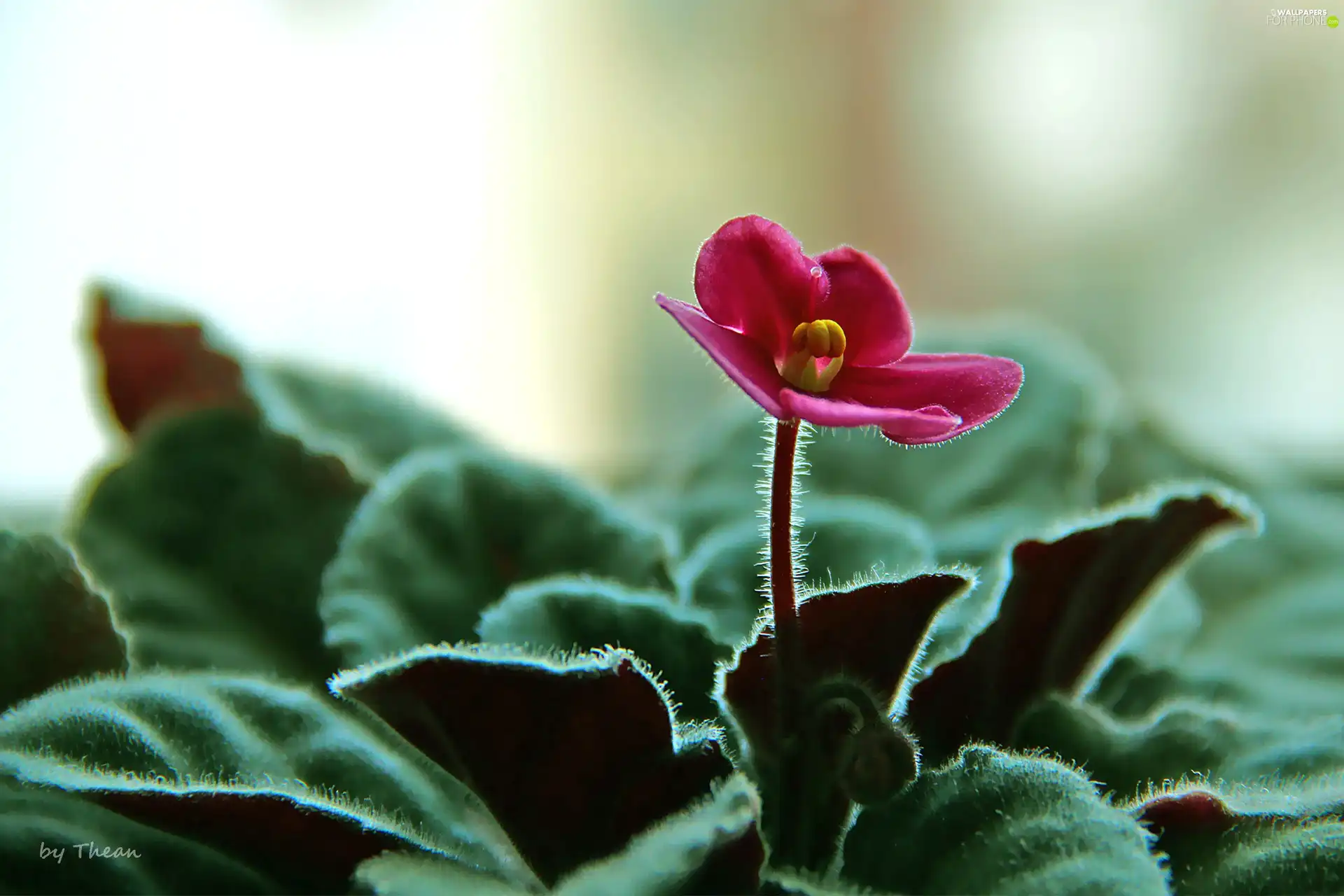 African violet