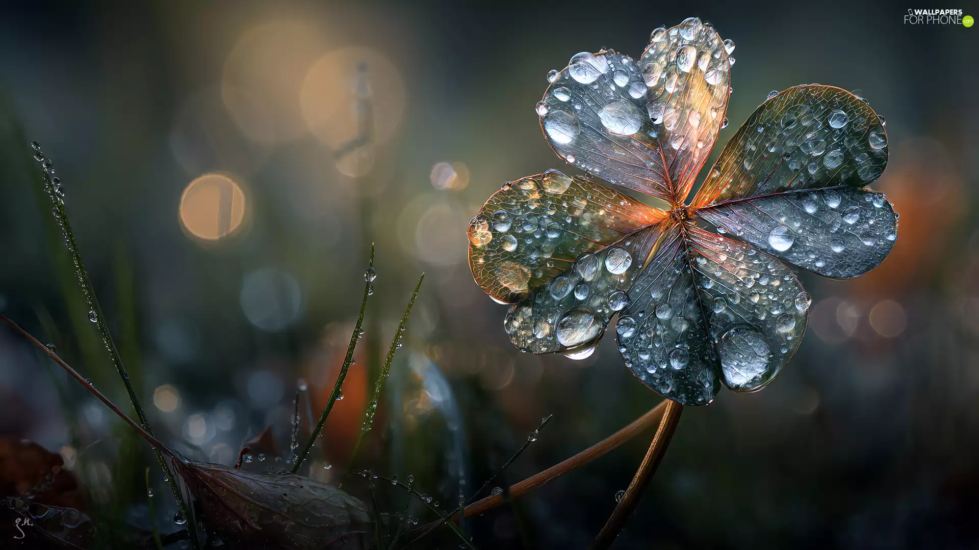 drops, Four-, graphics, Ai, dew, trefoil