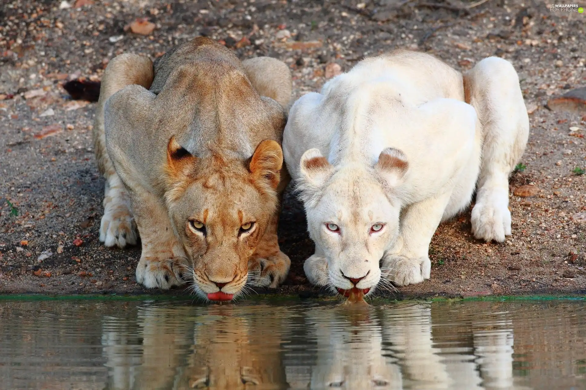 Two, water, reflection, lionesses