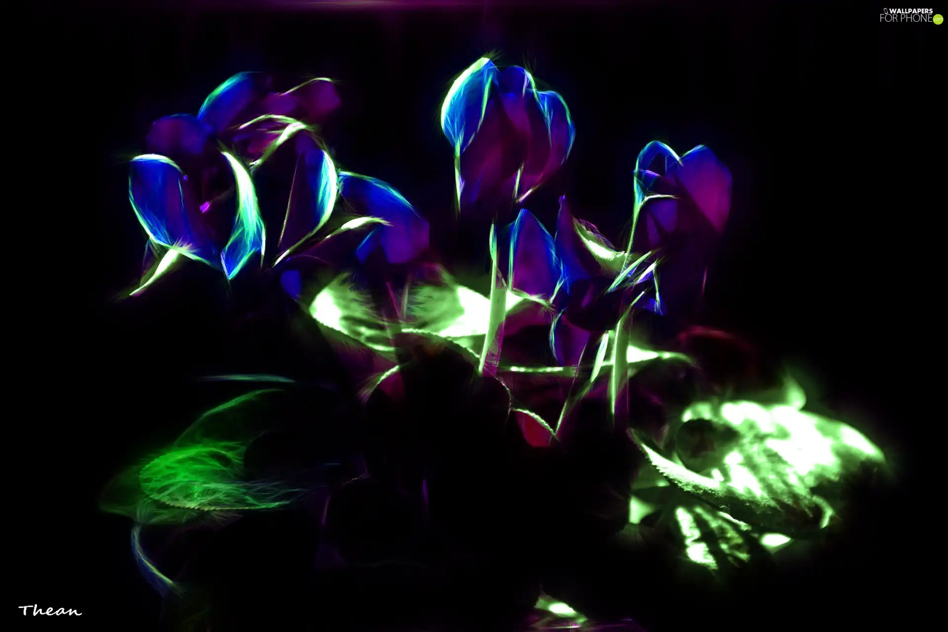 Cyclamen, Alpine Violets, Fractalius