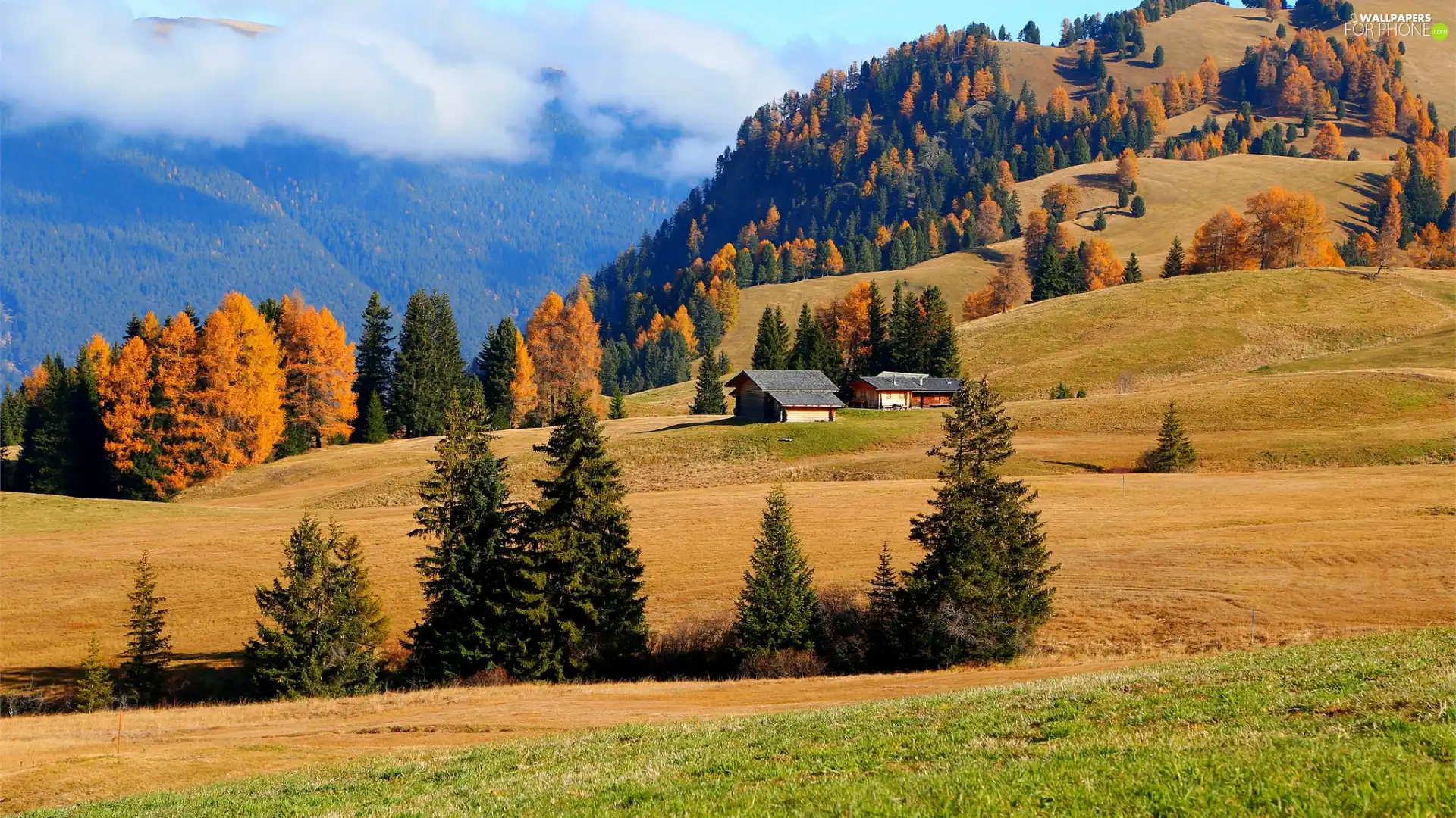 The Hills, Seiser Alm Meadow, field, trees, Trentino-Alto Adige, Italy, Houses, autumn, viewes