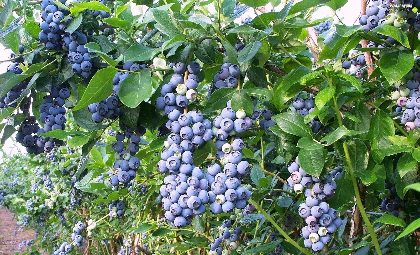 bilberry, American