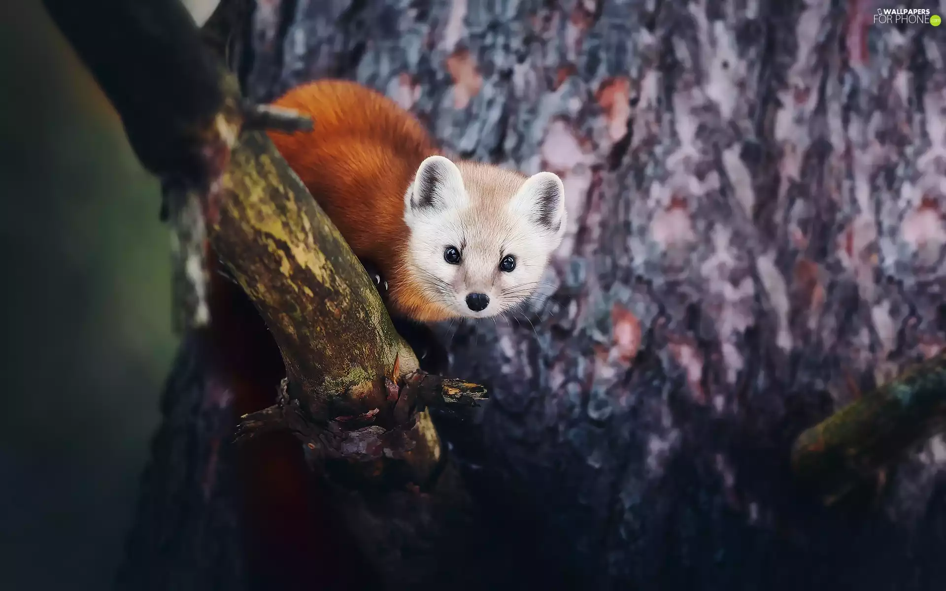 American Marten, trees