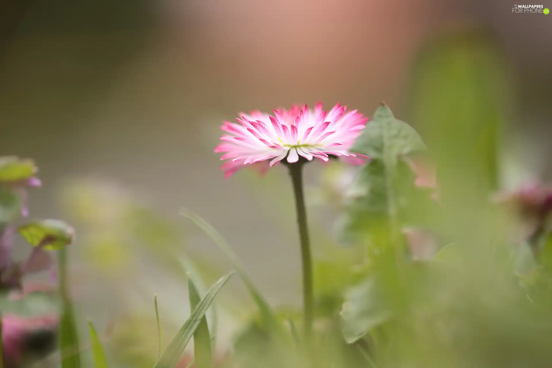 Colourfull Flowers, White and Pink, daisy