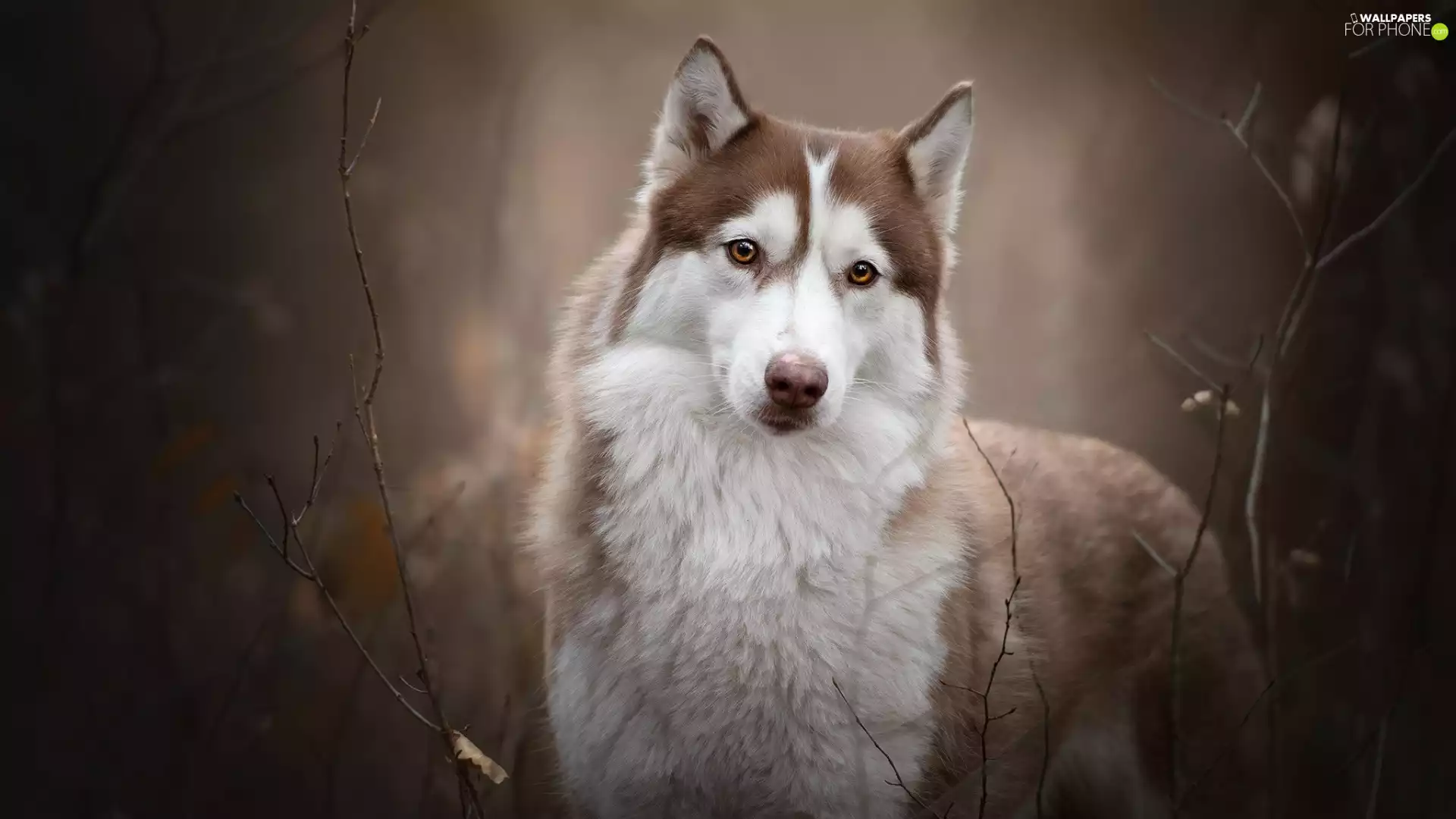 Siberian Husky, Brown and white, dog