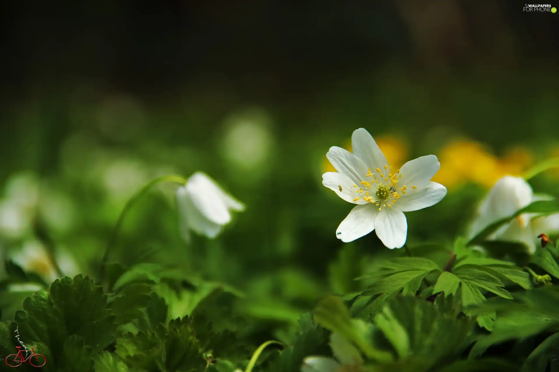 Colourfull Flowers, White, anemone