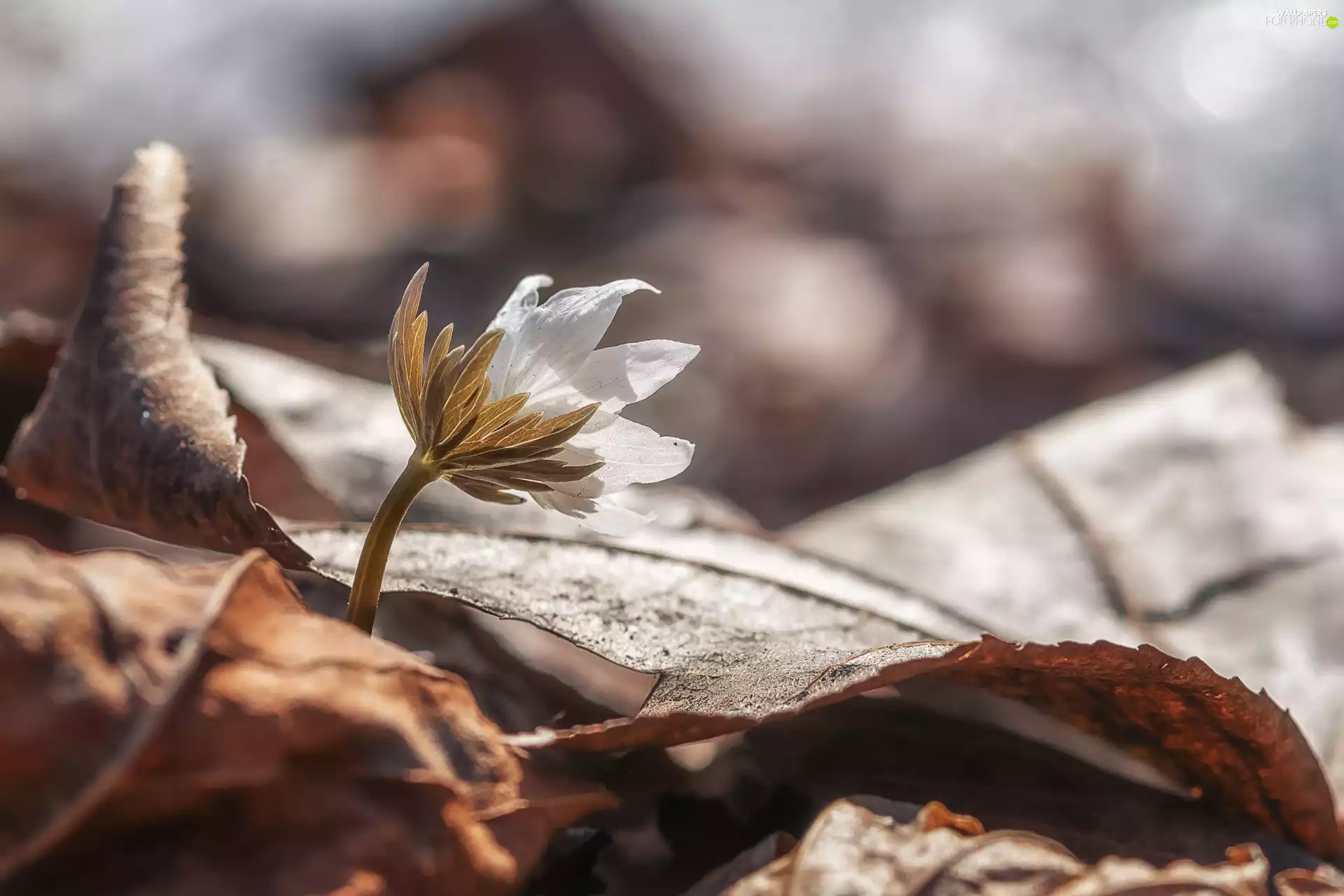 dry, Leaf, White, anemone, Colourfull Flowers