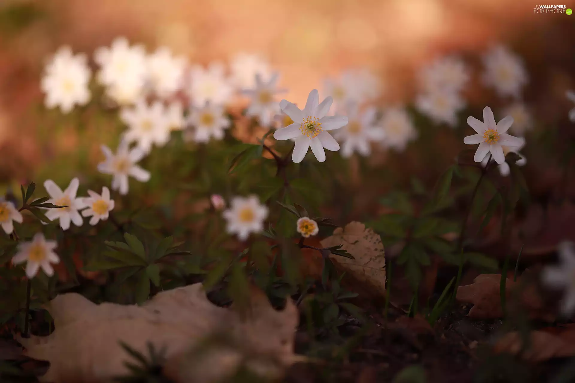 Wood Anemone, Flowers, forester, White