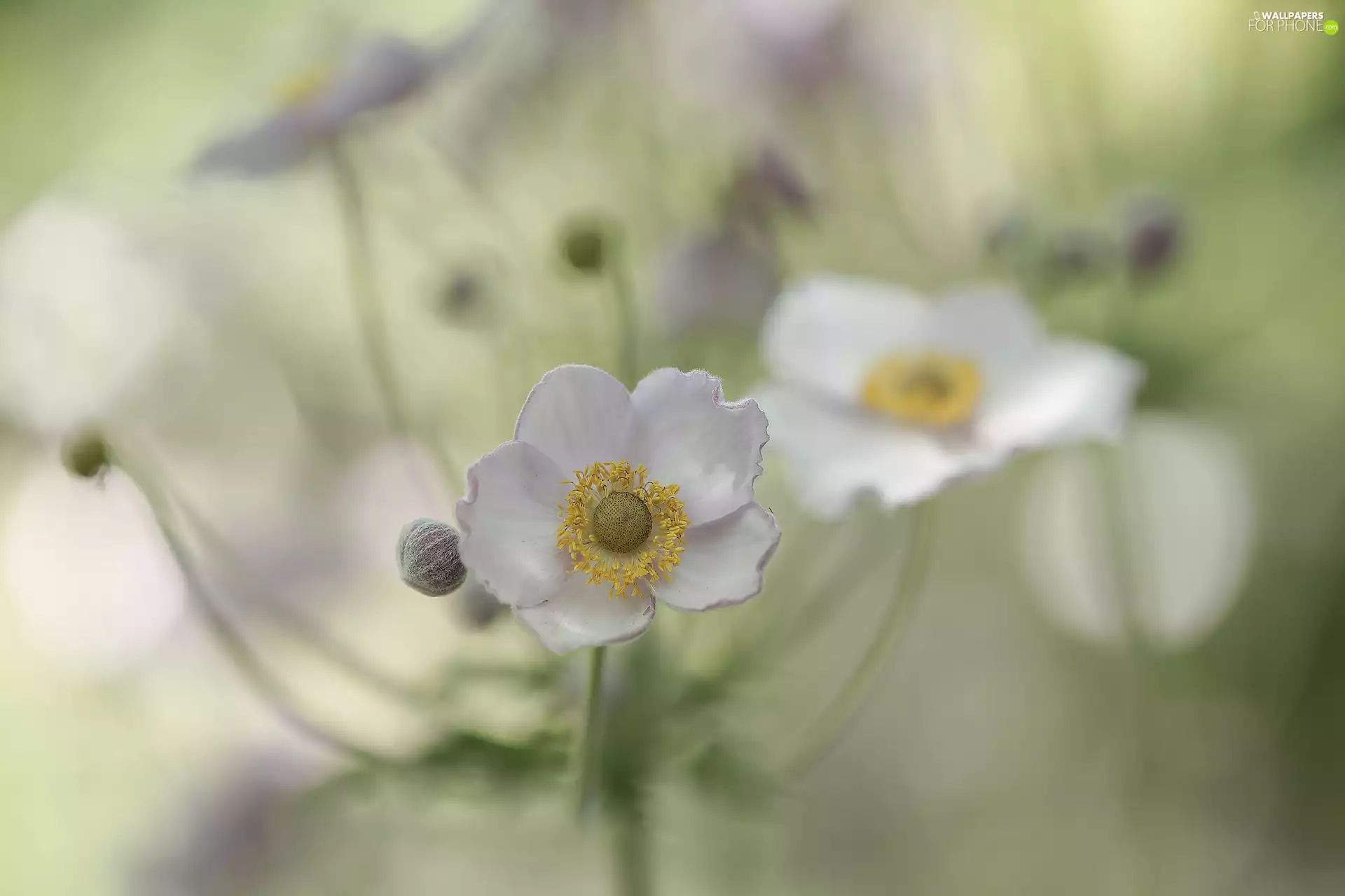 Colourfull Flowers, Japanese anemone, Light Pink