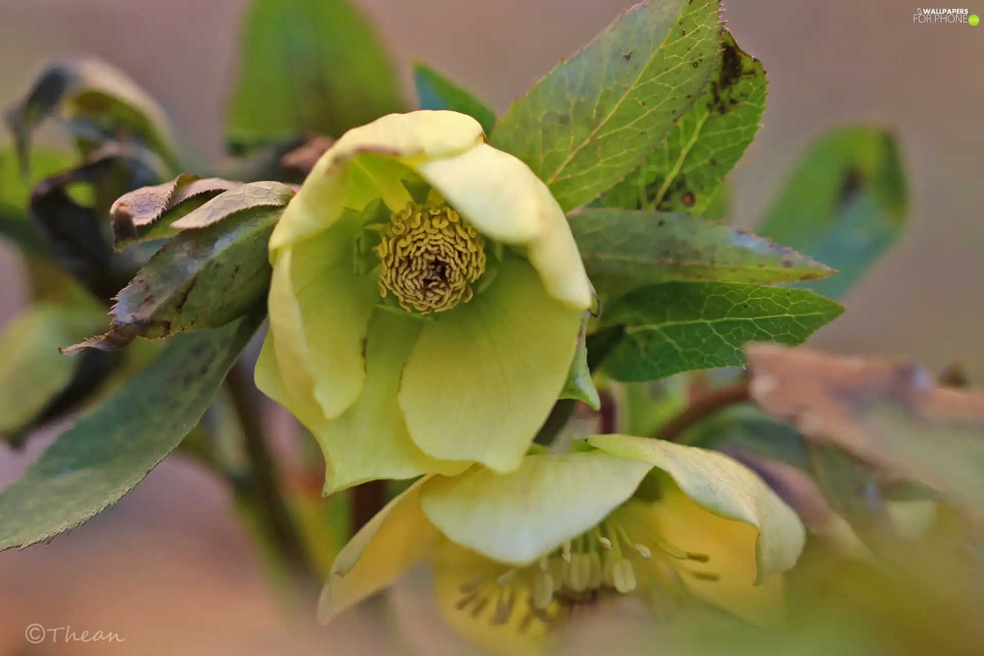Yellow, Anemones