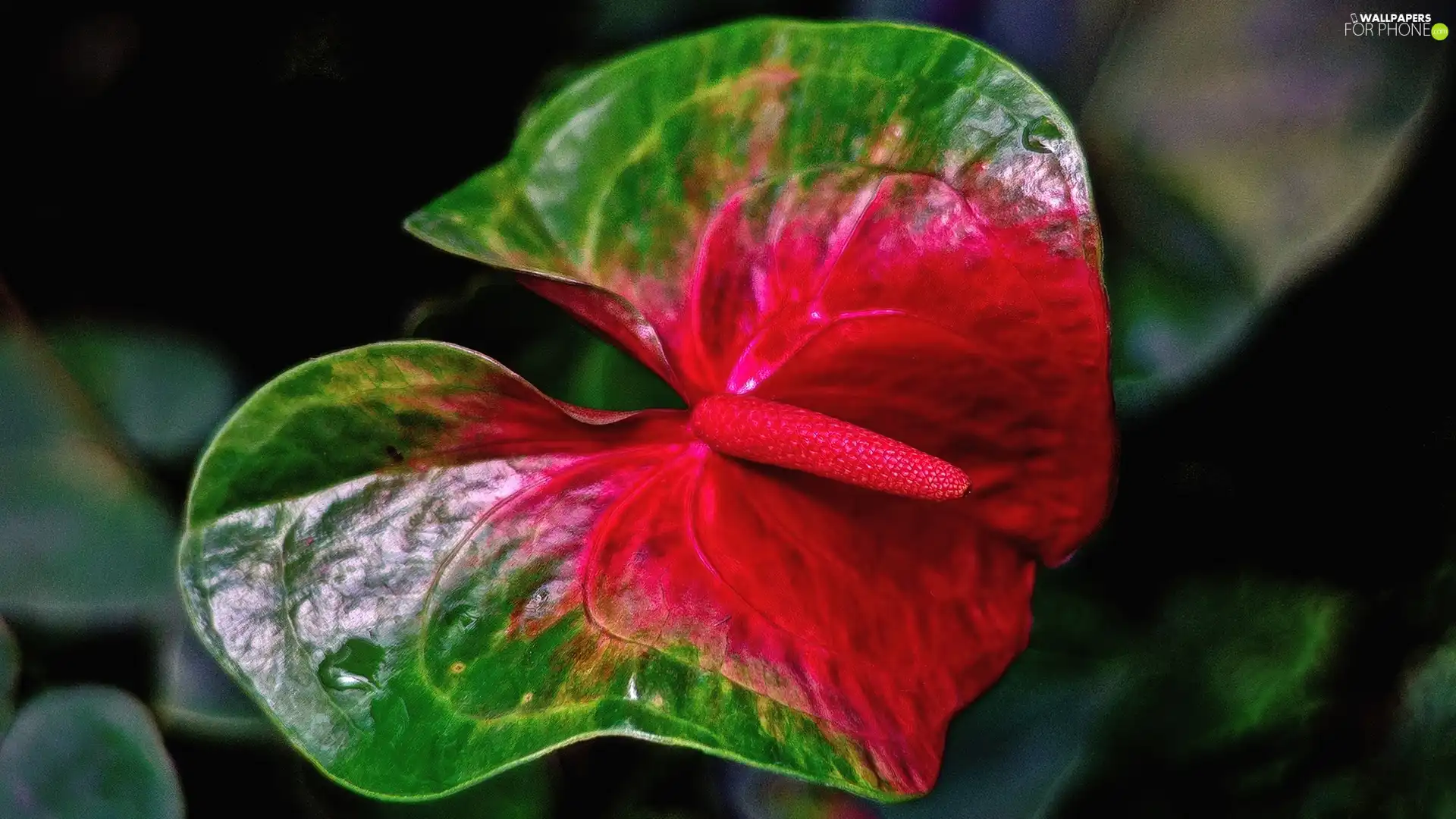 green, Colourfull Flowers, Anturium, Red