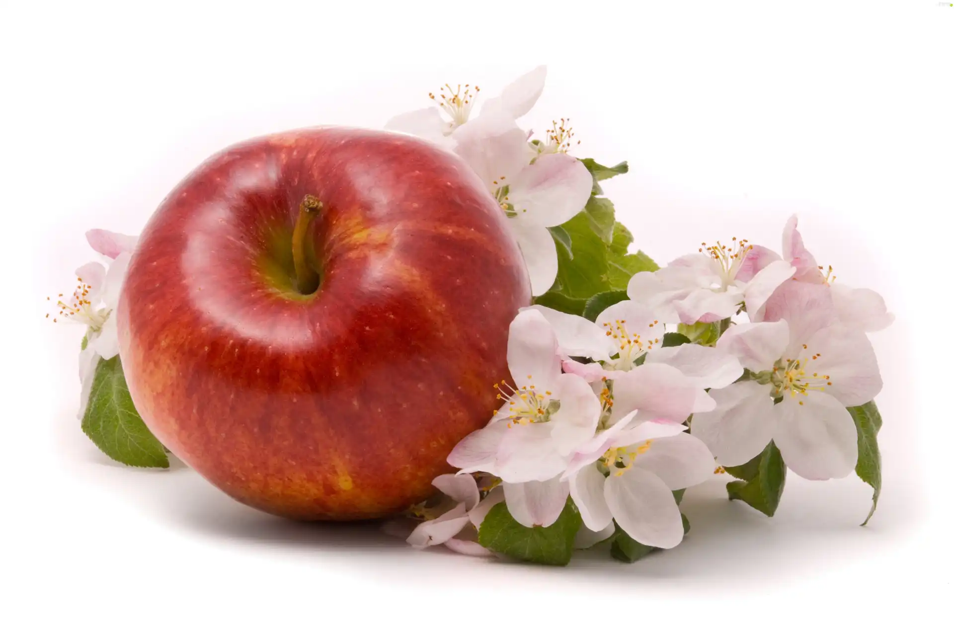 Red, Flowers, apple, apple