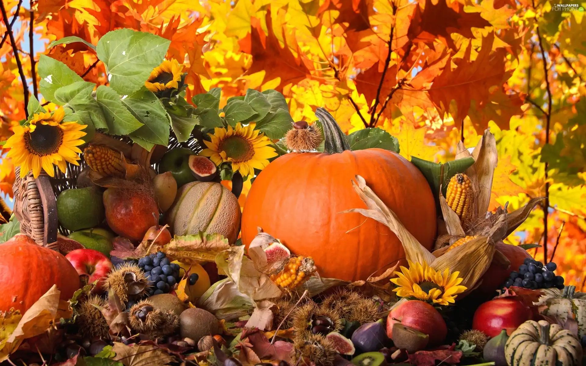 pumpkin, Still, apples, grapes, plums, nature