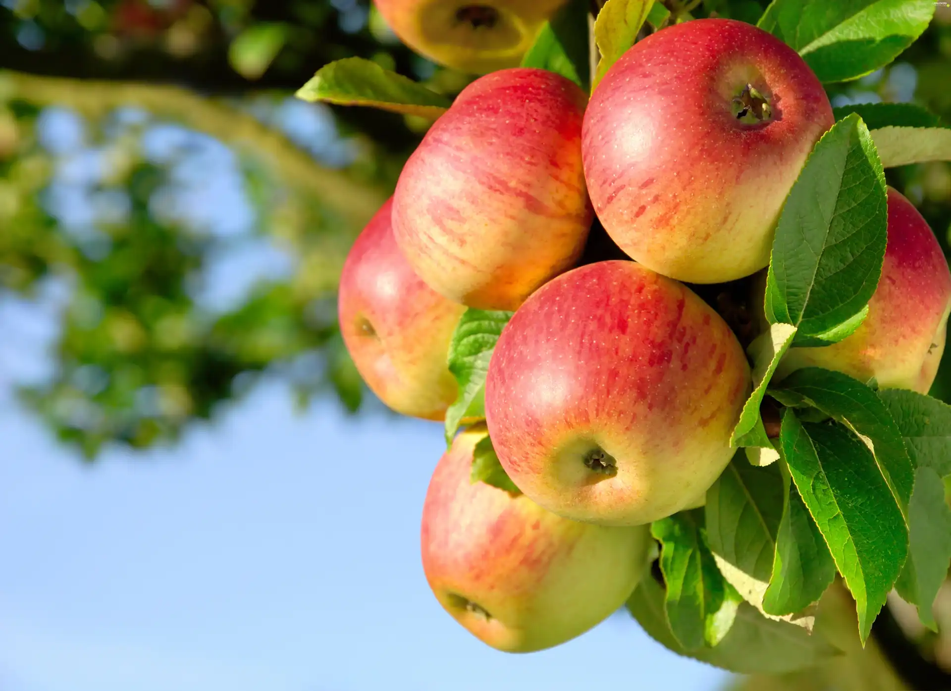 Fruit Tree, beatyfull, apples