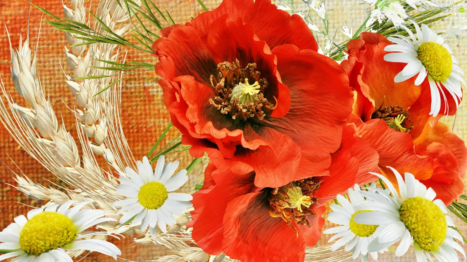Red, daisies, Art, papavers