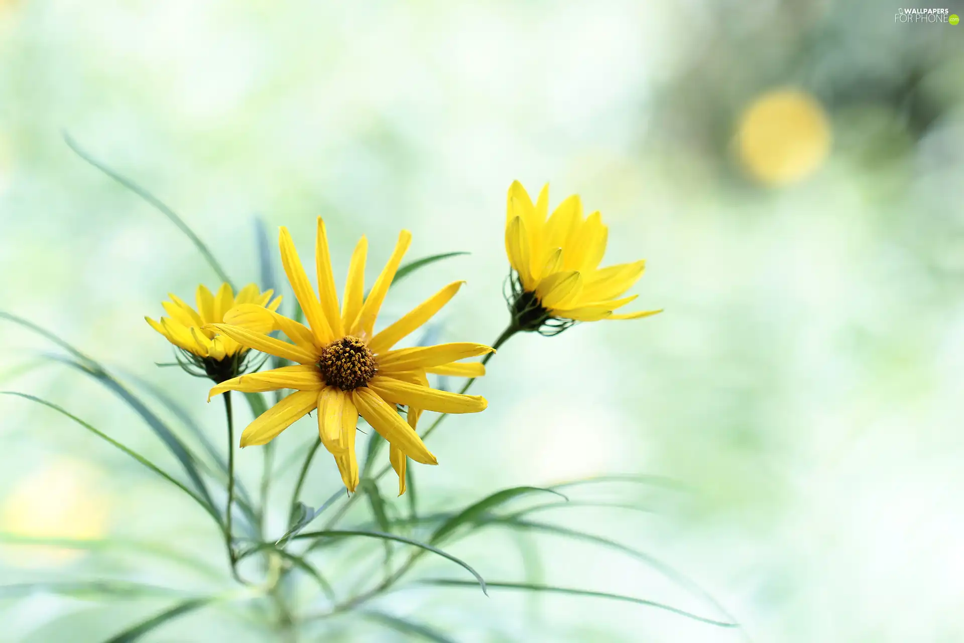 Jerusalem artichoke, Flowers, rapprochement, Yellow