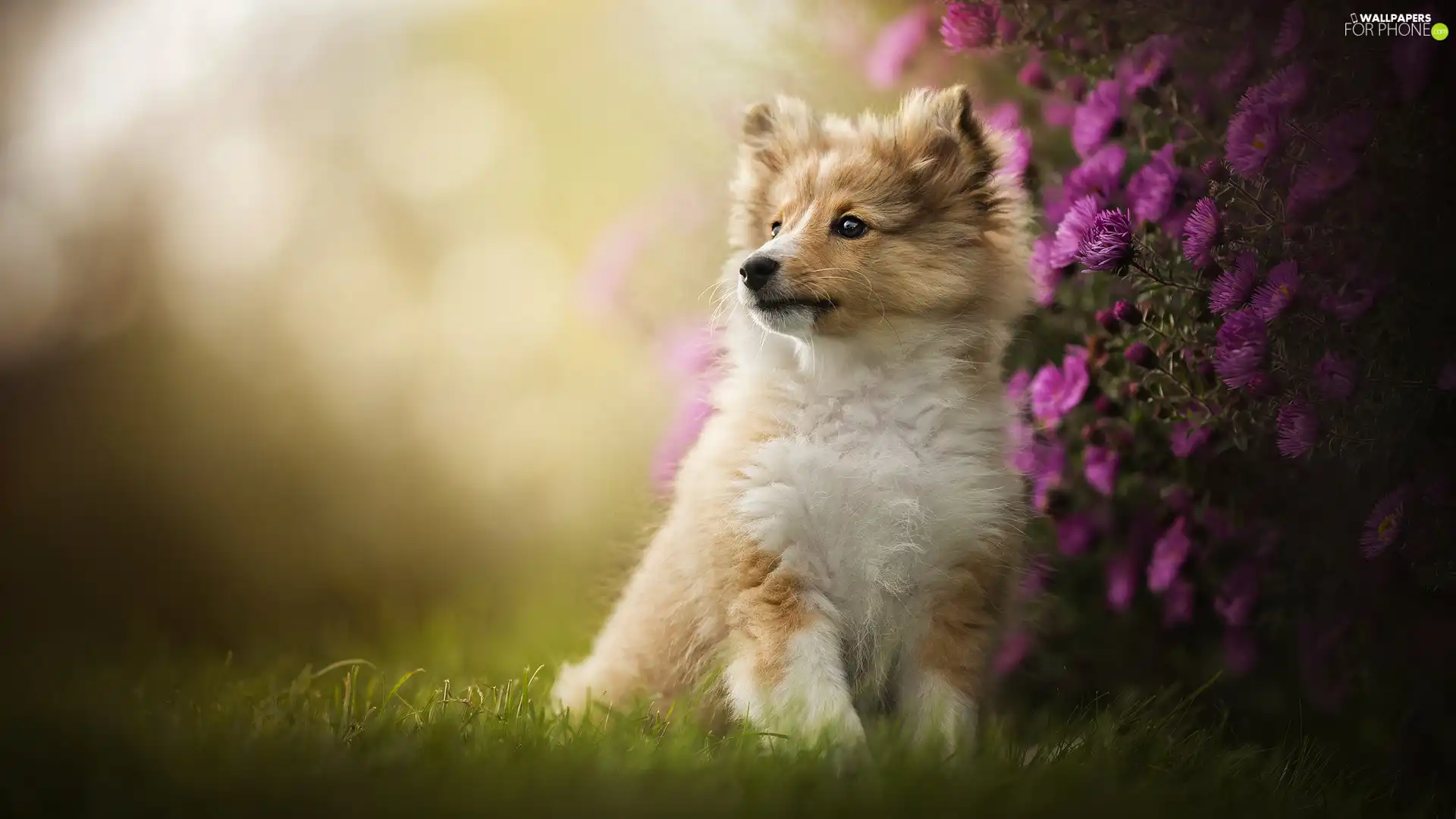 shetland Sheepdog, Flowers, Astra, Puppy