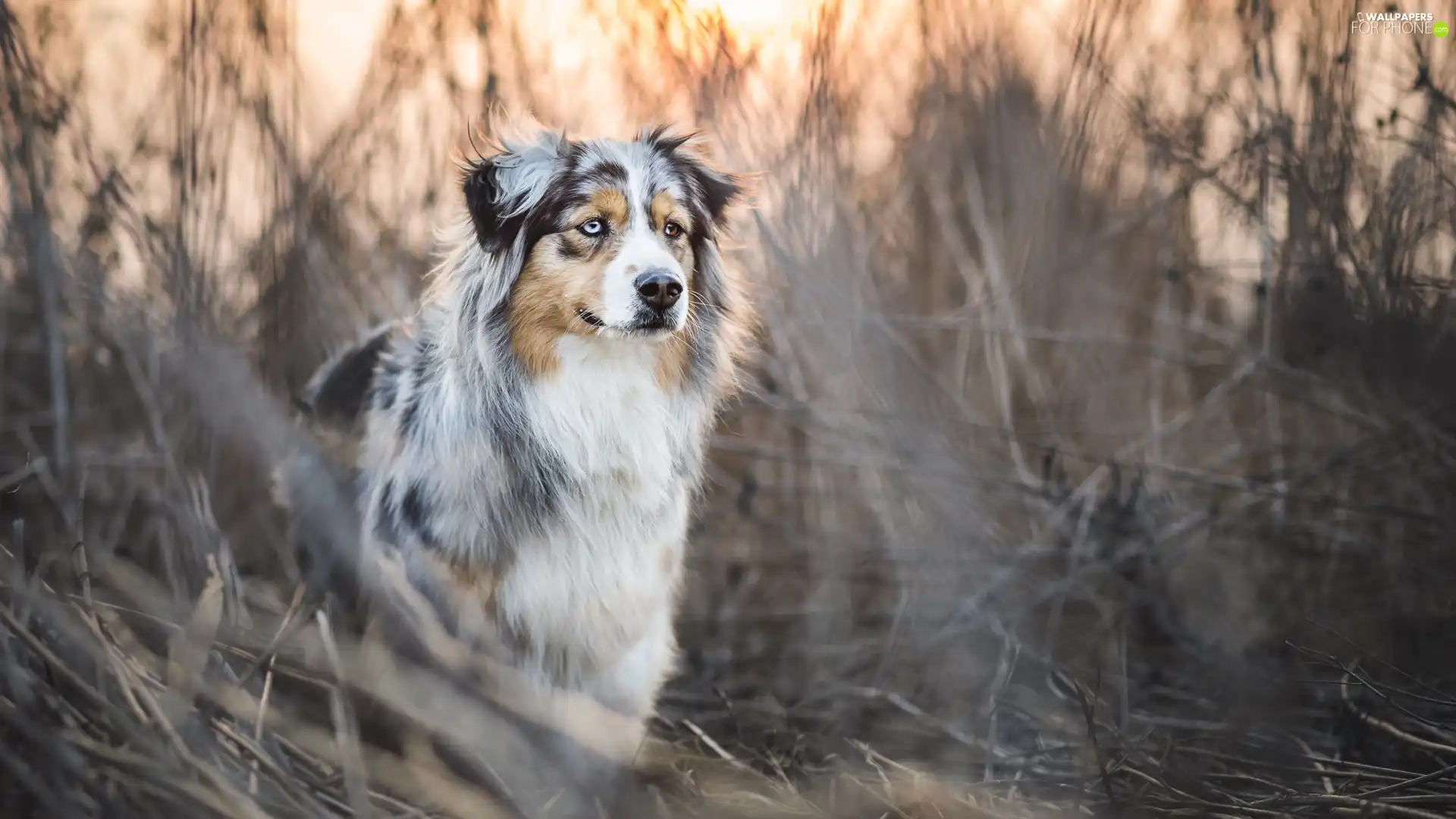 grass, Australian Shepherd, Australian Shepherd