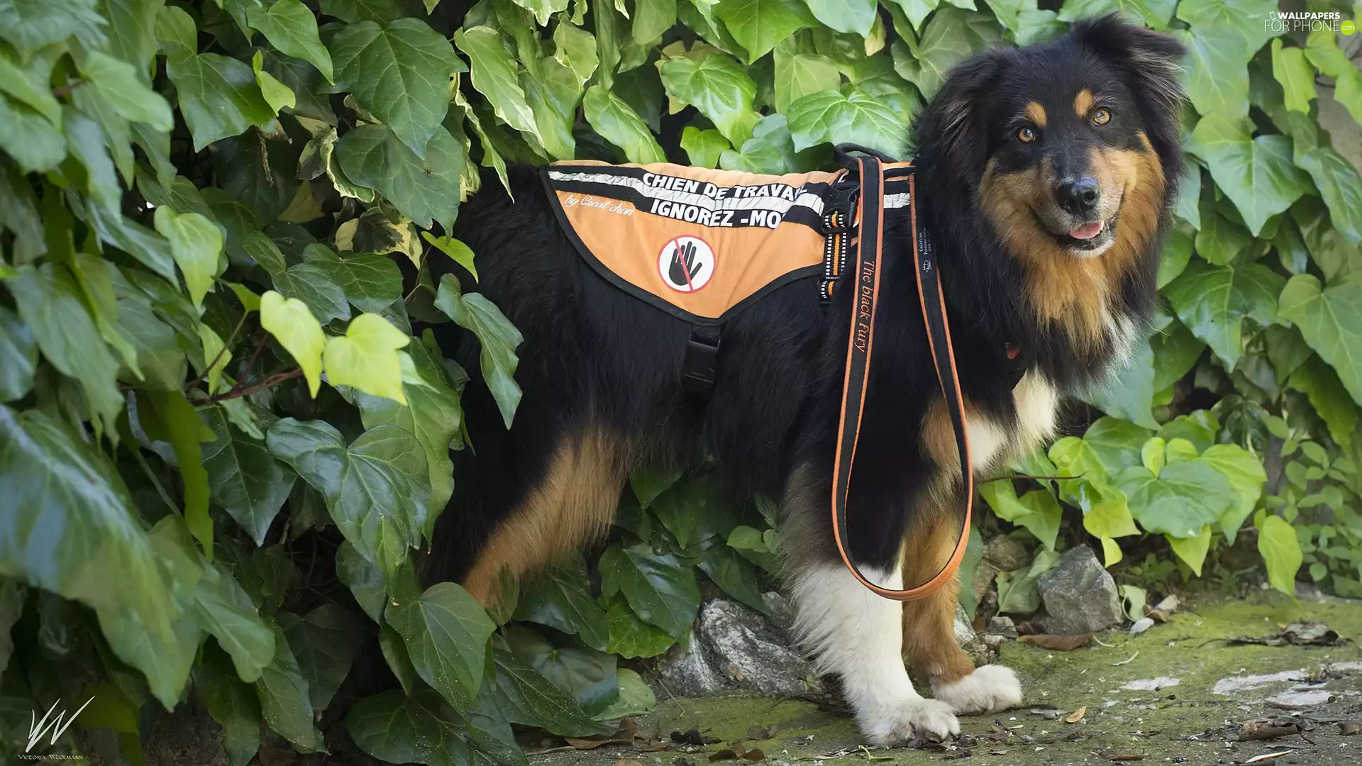 Plants, Leaf, Assisting, Australian Shepherd, dog